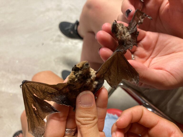 proyecto-murcielagos